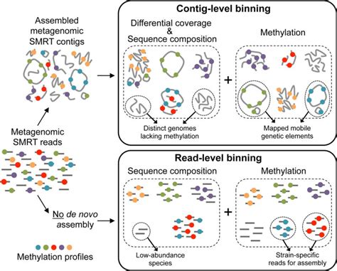 Metagenomics Analysis Shotgun Metagenomics Genome Next