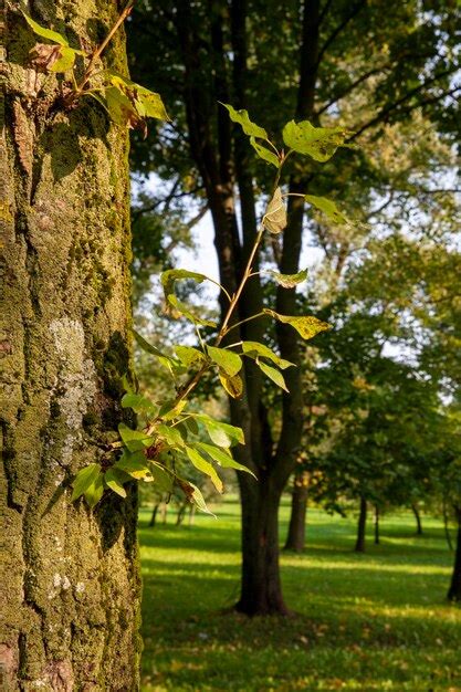 Rboles De Hoja Caduca Que Crecen En El Parque En Verano Foto Premium