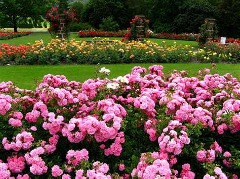 Les meilleures idées de fleurs pour fleurir son gazon Mon gazon