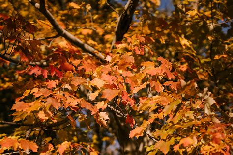 Bright autumn leaves on maple tree in park · Free Stock Photo