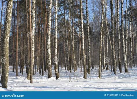 Arbres De Bouleau En Hiver Couvert De Neige Image Stock Image Du