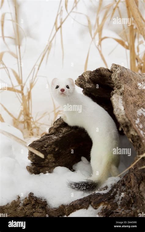 Stoat Snow U Hi Res Stock Photography And Images Alamy