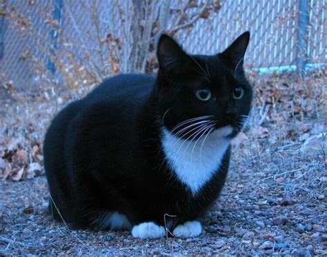 280 Tuxedo Cat Names for Adorable Furry Kitten