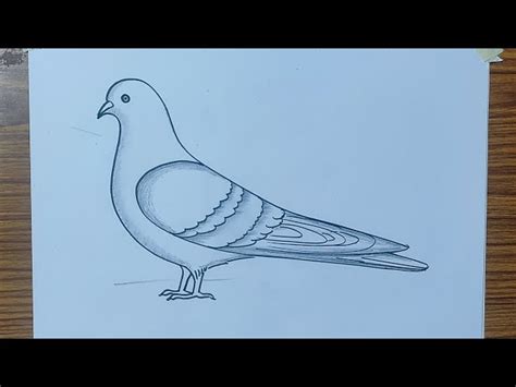 Update 167+ pigeon easy drawing latest - nanoginkgobiloba.vn