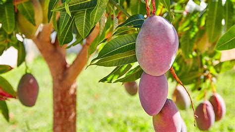 Cultivo Cosecha Y Comercializaci N Del Mango Tvagro Por Off