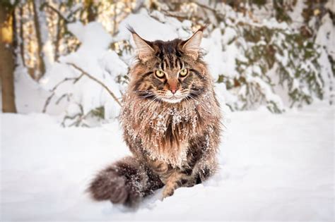 Angry Frozen Cat On Snow Looks Angrily At The Camera Worn Out Pet
