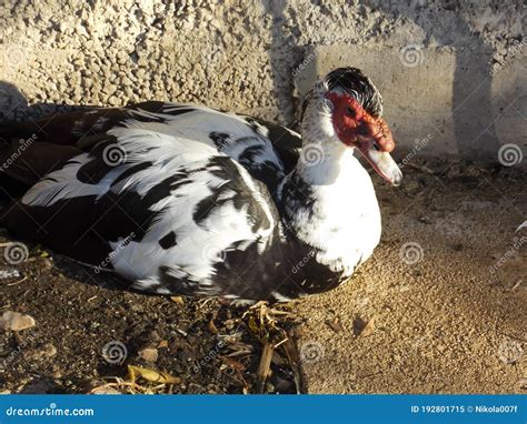 Male Muscovy Duck Standing On Lake Shoreline Stock Photo