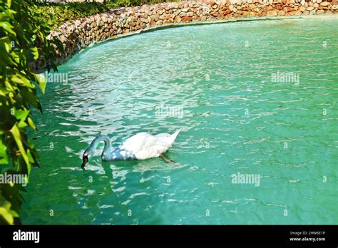Swan Swimming In Water Stock Photo Alamy