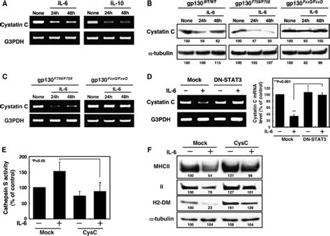 Il 6 Stat3 Controls Intracellular Mhc Class Ii αβ Dimer Level Through