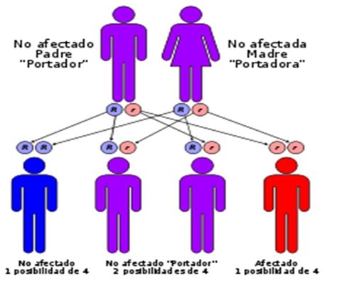 Noveno Moralba Nomenclatura GenÉtica