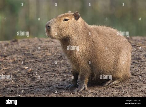 Clara The Capybara