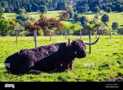 Typical long-haired cow from the Scottish highlands Stock Photo - Alamy