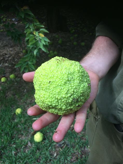 Does anyone know this weird fruit? How it is called? Thanks : r/gardening