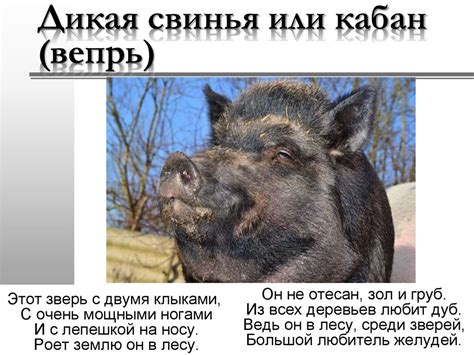 Животные кабан и свинья - online presentation