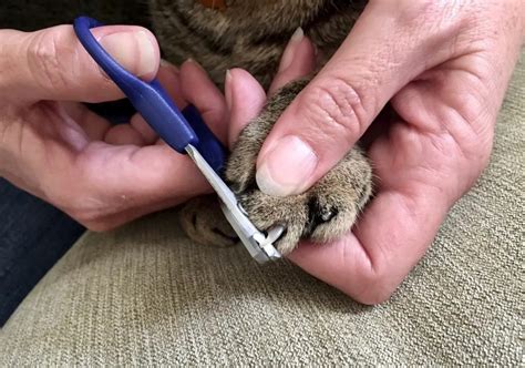 Corte de uñas para conejos guía práctica y segura