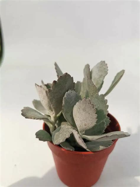 Kalanchoe Pumila Siracactus Succulente Online