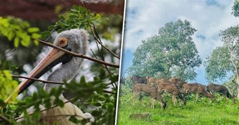 Mudumalai To Guindy 5 National Parks Of Tamil Nadu