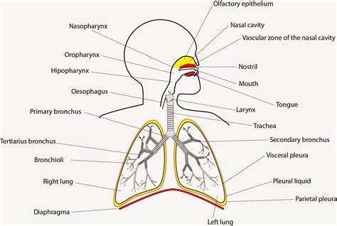 Respiratory System