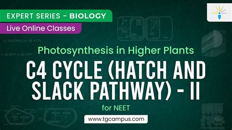 C4 Cycle Hatch Slack Pathway II Photosynthesis In Higher Plants