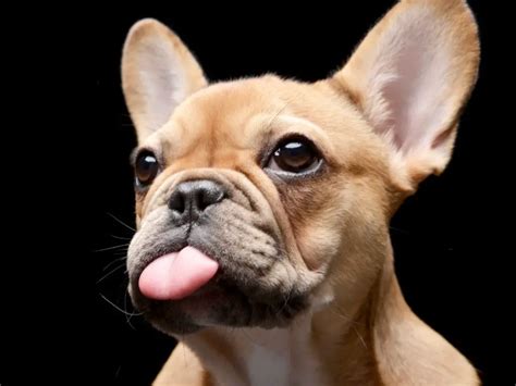 How To Keep Your French Bulldogs Nose Moist Tips And Tricks