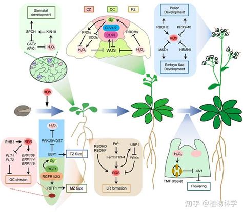 河南大学宋纯鹏教授团队与山东大学白明义教授团队合作发表活性氧调节植物非生物胁迫与生长发育的特邀综述文章 知乎