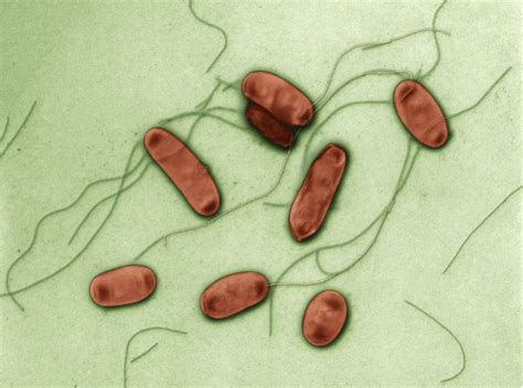 Structure Of Legionella Pneumophila Deadly Bacteria Visits American Convention Legionella