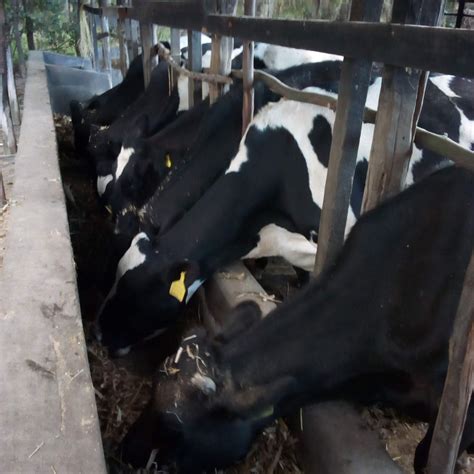 Ways To Unlock Success To Dairy Farming In Kenya