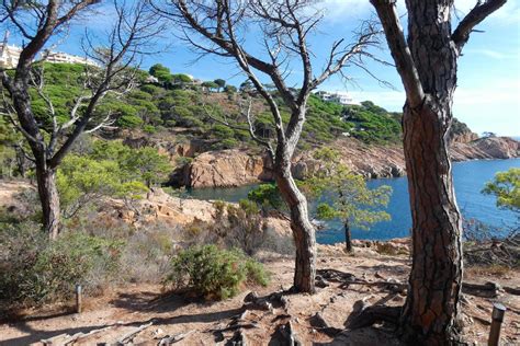 Pins Rochers Et Falaises Sur La Costa Brava Catalane En Mer