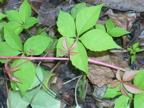 Leaf Vine The Virginia Creeper Vine With Leaves Plantsnap