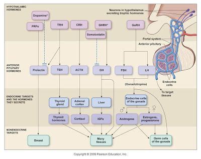 My Biomedical Notebook: Endocrinology/Hormones | Endocrine system ...