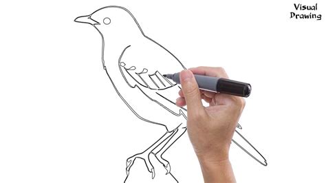 Starling Bird Drawing Easy How To Draw A European Starling For