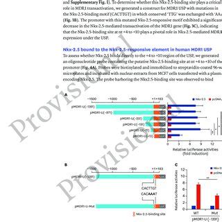 Nkx 2 5 Increased MDR1 Upstream Promoter Activity In MCF7 Cells A