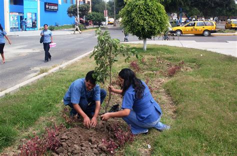 En Trujillo Plantar N M S De Mil Rboles Por D A Mundial Del Medio