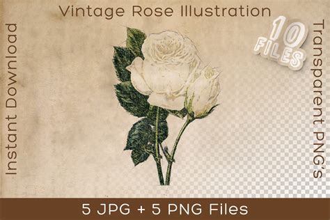 White Rose Vintage Flower Illustration Graphic by Stian Iversen ...