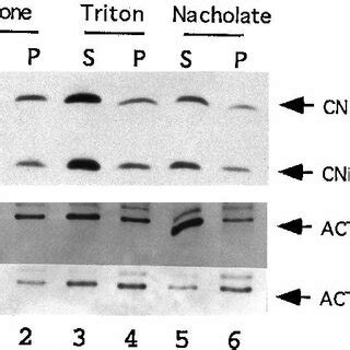 Membrane And Cytoskeletal Association Of Wild Type CNB1 And The