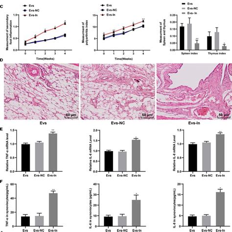 Mir‐34a Suppresses Inflammation In Ra Rats A Immunofluorescence Of Download Scientific