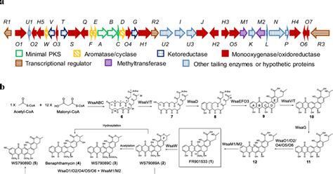 The Wsa Biosynthetic Gene Cluster A And Proposed Biosynthetic