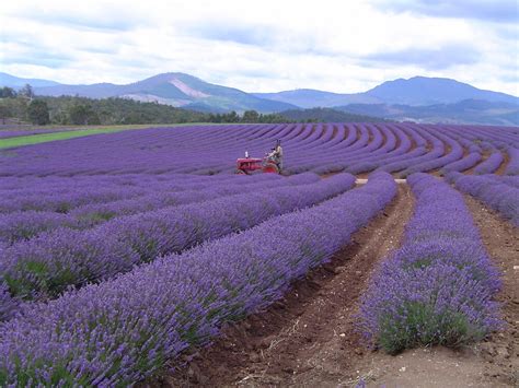 "Lavender Farm - Tasmania" by Barry Ross | Redbubble