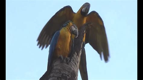 Blue And Yellow Macaw In The Nest Ara Ararauna Arara CanindÉ Ara