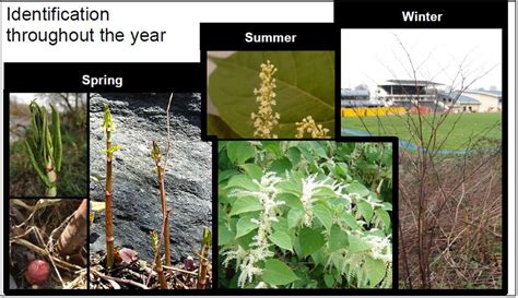 How To Identify Japanese Knotweed Labc