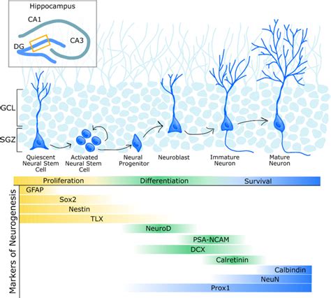 Microbiota Gut Brain Axis Regulation Of Adult Hippocampal Neurogenesis