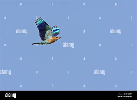 Indian Roller Coracias Benghalensis Flying Against Blue Sky Stock