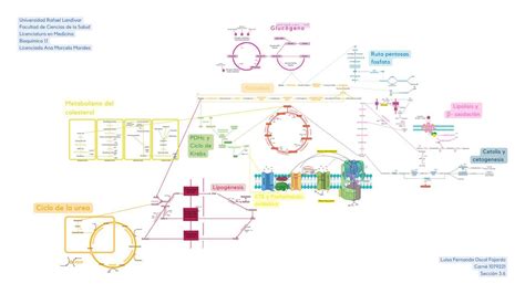 Mapa metabólico bioquímica Luisa Oscal uDocz