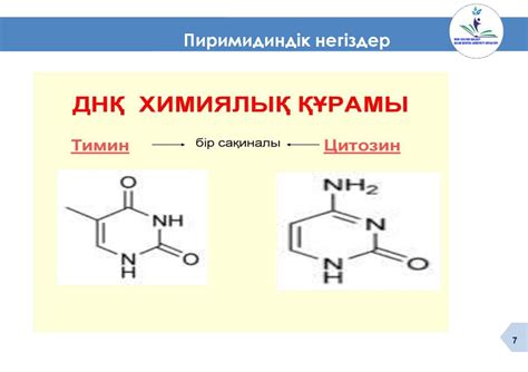Дезоксирибонуклеин қышқылының құрылысы мен құрылымы. 10 сынып ...