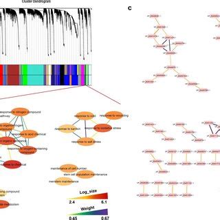 The Co Expression Modules Of BGD 72 And BG 3078 1 A Gene Dendrogram