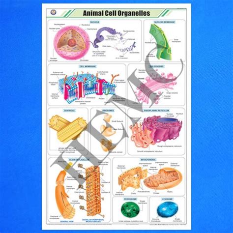 Animal Cell Organelles – Laboratory-Products