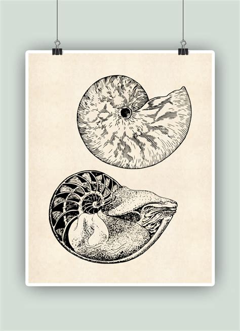 Nautilus Shell Art, Seashell Print, Coastal Decor, Nautical Wall Art ...