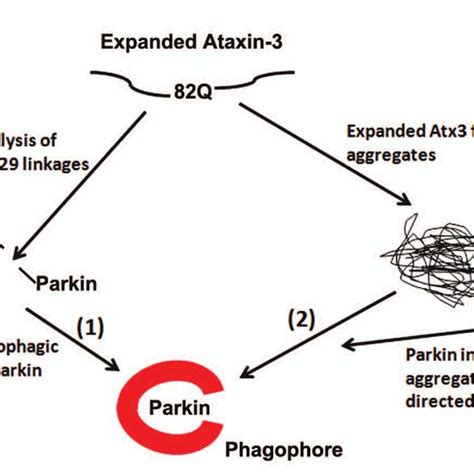 Proposed Model For How The Expanded Ataxin Can Direct Parkin For