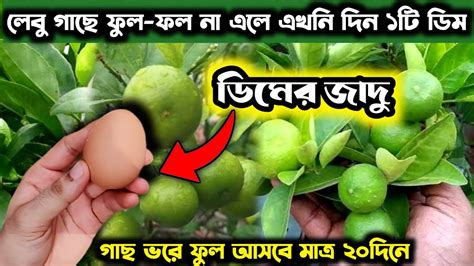 লেবু গাছে ফুল ফল না এলে এখনি দিন ১টি ডিম মাত্র ২০দিনে গাছ ভরে ফুল আসবে