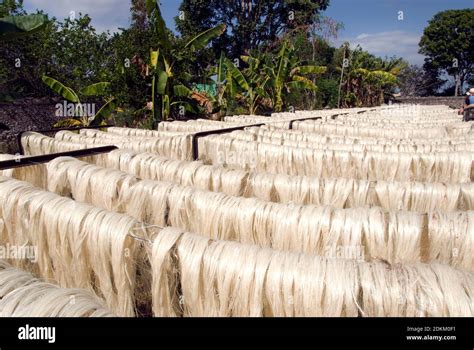 Agave Fiber Hi Res Stock Photography And Images Alamy